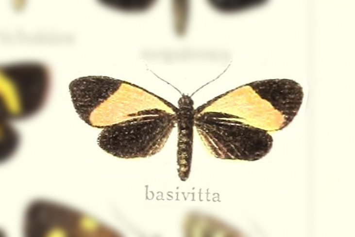 Erbessa basivitta