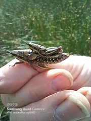 Monistria pustulifera