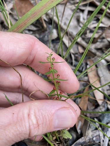 Image of Ammannia multiflora by (c) Greg Tasney, some rights reserved (CC BY-SA)