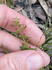 Ammannia multiflora