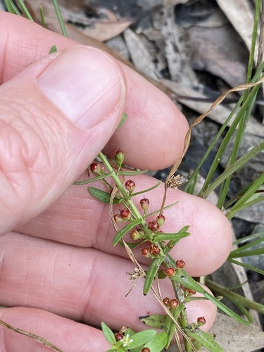 Image of Ammannia multiflora by (c) Greg Tasney, some rights reserved (CC BY-SA)