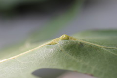 Callirhytis pigra
