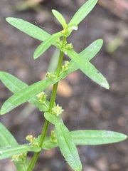 Ammannia multiflora