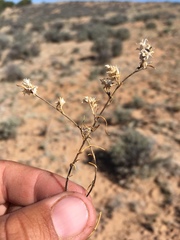 Ipomopsis multiflora
