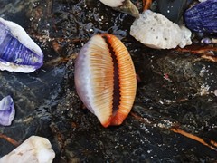 Staphylaea staphylaea