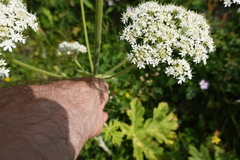 Heracleum sphondylium pyrenaicum