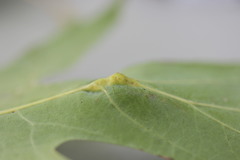 Callirhytis pigra