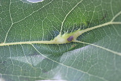Callirhytis pigra