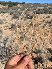 Ipomopsis multiflora