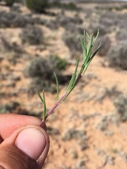 Ipomopsis multiflora