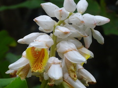 Alpinia hainanensis
