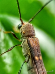 Thranius bimaculatus