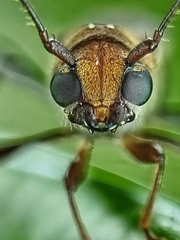 Thranius bimaculatus