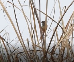 Chrysomma altirostre