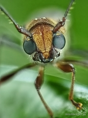 Thranius bimaculatus