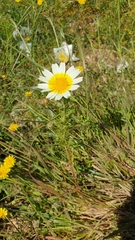 Glebionis coronaria discolor