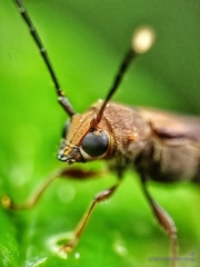 Thranius bimaculatus