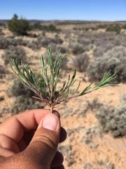 Ipomopsis multiflora