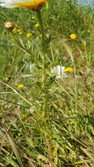 Glebionis coronaria discolor