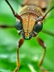 Thranius bimaculatus