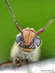 Thranius bimaculatus