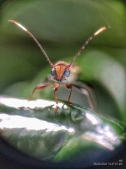 Thranius bimaculatus