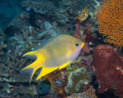 Amblyglyphidodon aureus