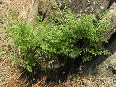 Asplenium cuneifolium