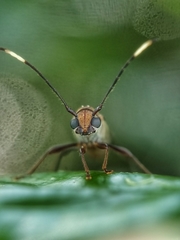 Thranius bimaculatus