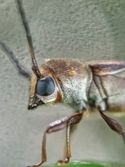 Thranius bimaculatus