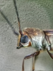 Thranius bimaculatus