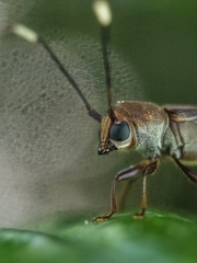 Thranius bimaculatus