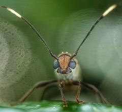 Thranius bimaculatus
