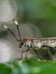 Thranius bimaculatus