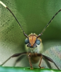 Thranius bimaculatus