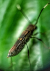 Thranius bimaculatus