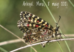 Zerynthia rumina rumina