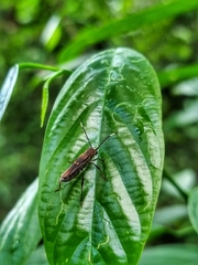 Thranius bimaculatus