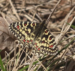 Zerynthia rumina rumina