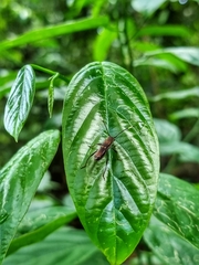 Thranius bimaculatus