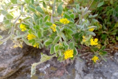 Medicago marina