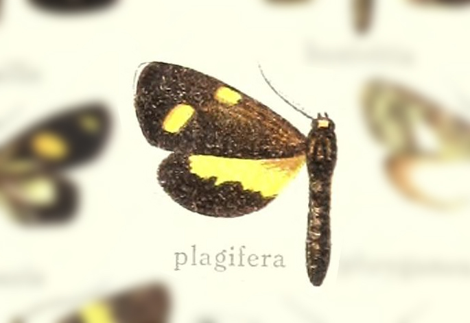 Cacolyces