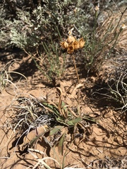 Penstemon breviculus