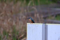 Alcedo atthis