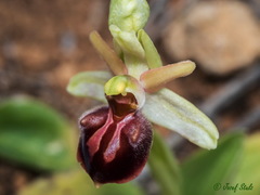 Ophrys sphegodes grammica