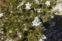 Minuartia recurva