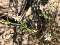 Vittadinia australasica