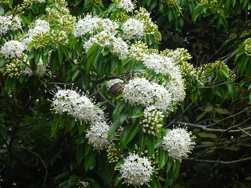 Reevesia thyrsoidea