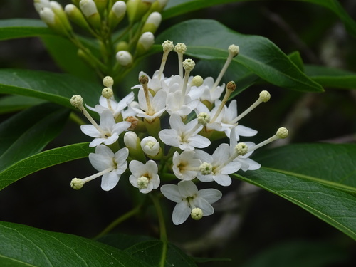 Reevesia thyrsoidea