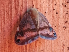 Parapiromis translucida